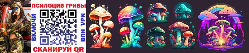 Купить  Кола  Галлюциногенные грибы Psilocybine cubensis 